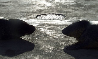 Rubeus and Dudley in convalescent pool