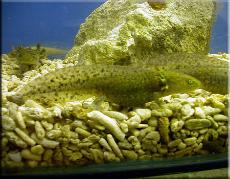 axolotls
