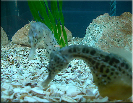 Seahorses