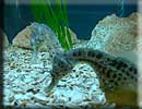 Seahorses