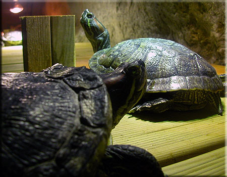 Terrapin