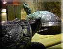 Terrapin