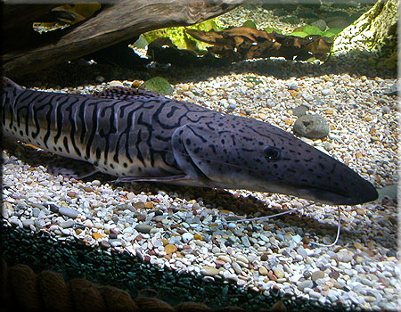 Tiger Shovelnose Catfish