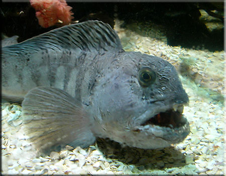 Wolf Fish