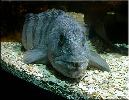Wolf Fish