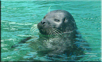 Milo, a rescued common seal pup