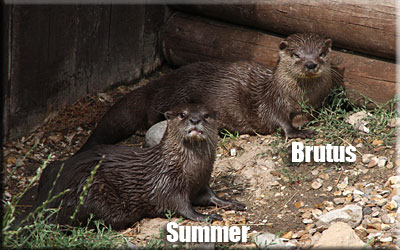 Brutus and Summer