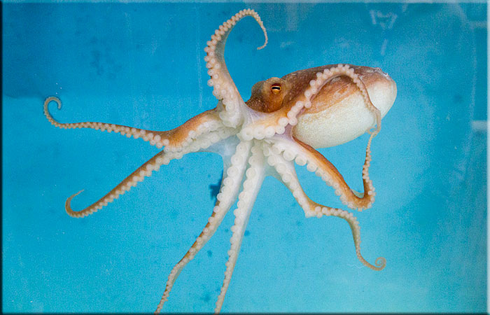 Lesser Octopus