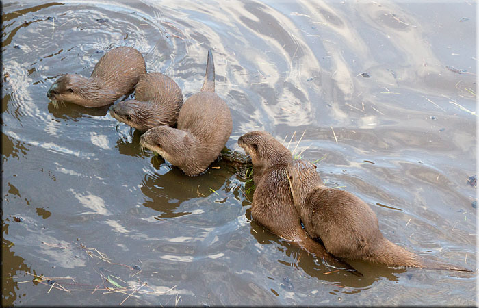 Otters