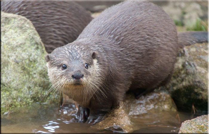 Otters