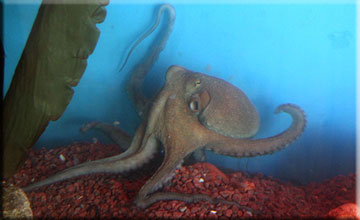 Roland the Octopus