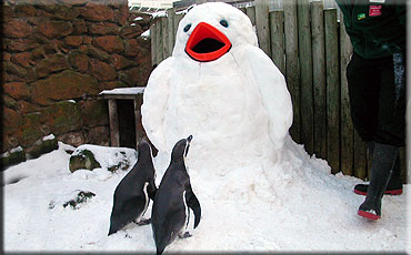 Penguins with a giant Snowguin