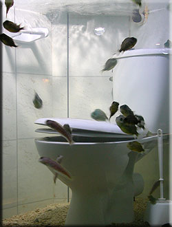The lumpsuckers in our toilet display