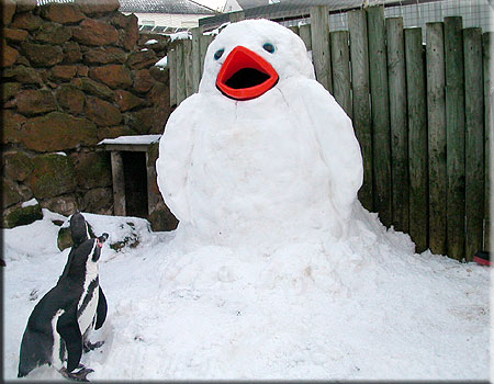 Penguins