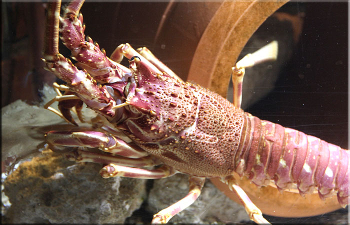 Crawfish (Palinurus vulgaris)