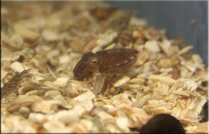 baby Cuttlefish