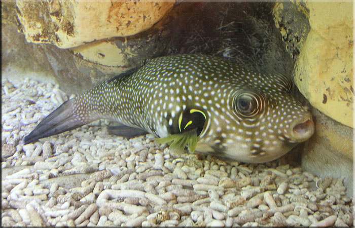 Puffer fish
