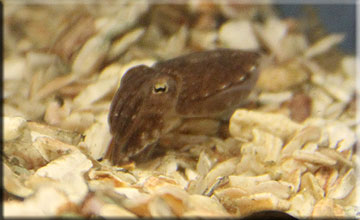 Our baby Cuttlefish