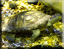 African Helmeted Turtle