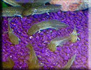 Axoloti babies