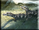 Caiman Crocodiles