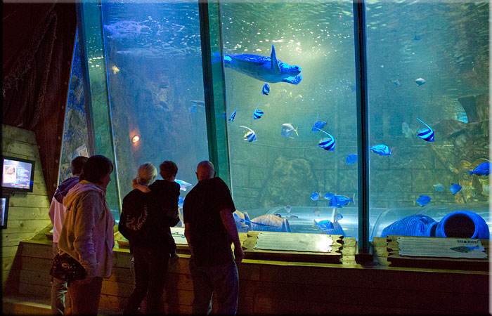 Ocean Tank