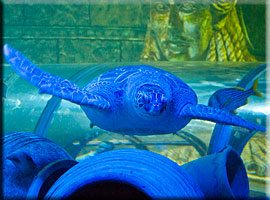 Resident Green Sea Turtle