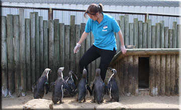 Penguins
