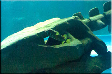 Puffer Fish