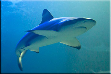 A Black Tip Reef Shark