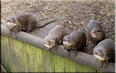 Otters