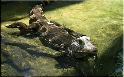 Caimen Crocodiles