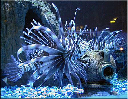 Lionfish