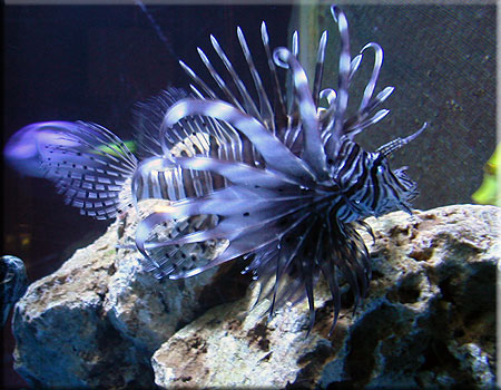 Lionfish