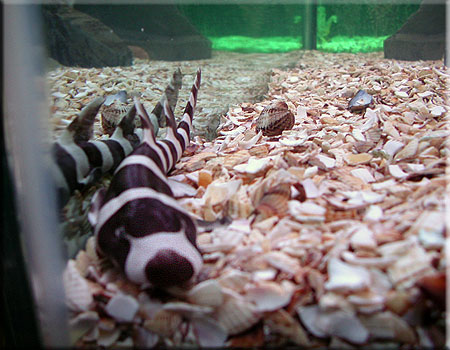 Brown banded bamboo Sharks