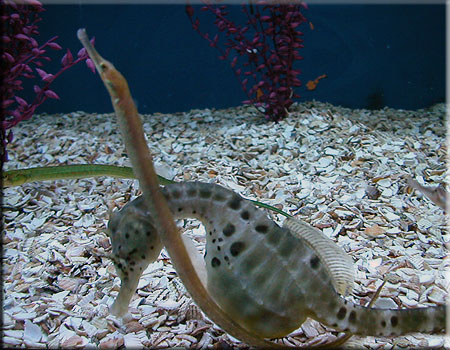 Hippocampus abdominalis  - big-bellied seahorses