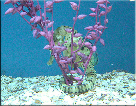Hippocampus abdominalis  - big-bellied seahorses