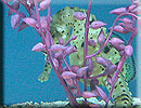 big-bellied seahorses