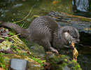 Photo Copyright of Neil Wilkinson