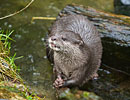 Photo Copyright of Neil Wilkinson