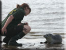 Seal Pup Call Out at Old Hunstanton beach