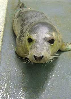 Animal Care Team Restart Night Feeds