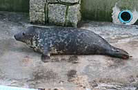 Olive in the convalescence pool - photo was taken on 3rd February 2007