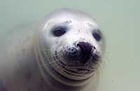 Olive underwater - photo was taken on 26th May 2007