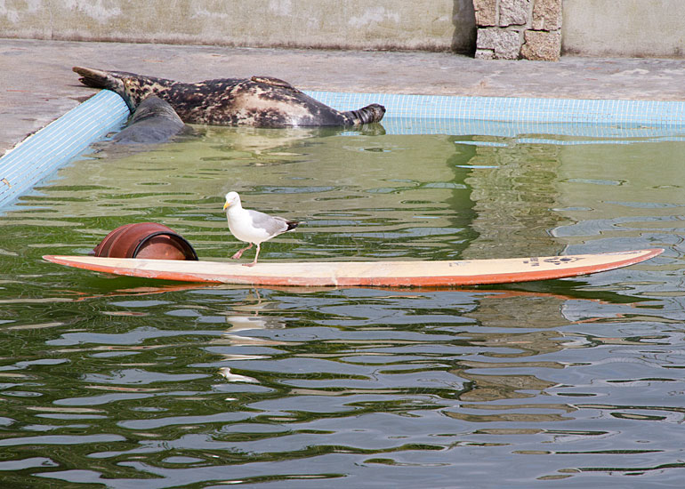 Seagull surfing!