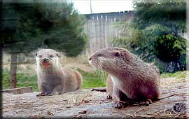 Otters