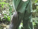 Thai hanging onto the trousers! Photo was taken by Barry
