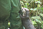 Thai hanging onto the trousers! Photo was taken by Barry