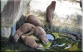 Otters