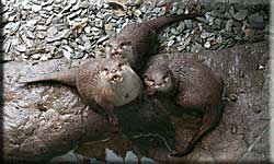 Fliss and her two daughters